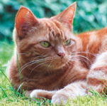 Haustierkrematorium für Hunde, Katzen und Kleintiere